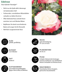 Dehner Edelrose 'Nostalgie®' Best