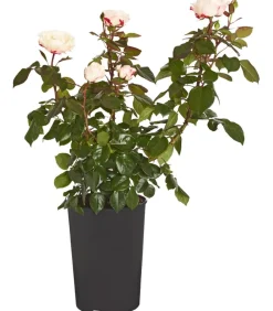 Dehner Edelrose 'Nostalgie®' Best