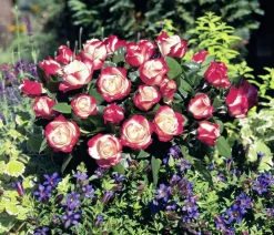 Dehner Rosen - Edelrose 'Nostalgie®'