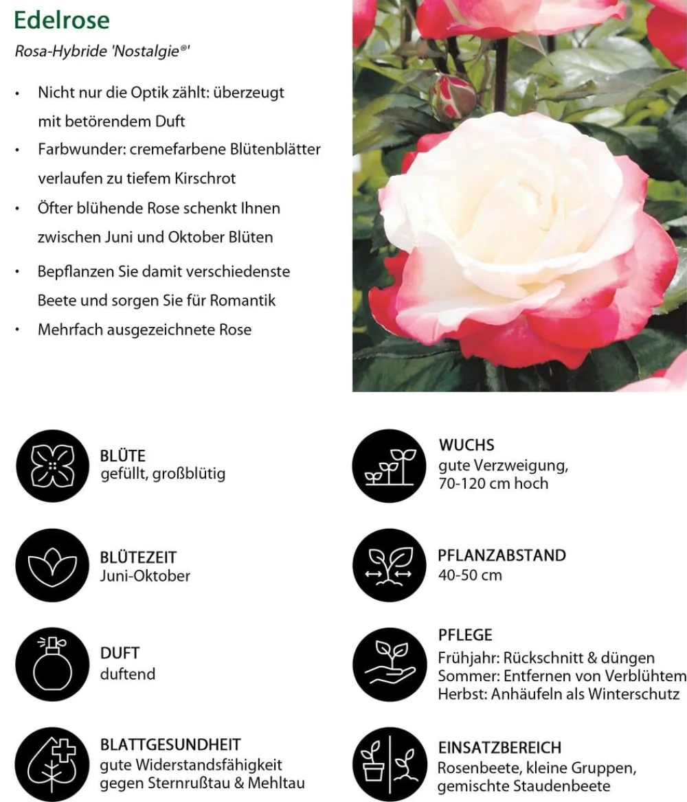 Dehner Rosen - Edelrose 'Nostalgie®'