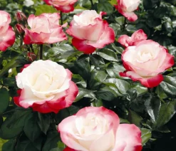 Dehner Rosen - Edelrose 'Nostalgie®'