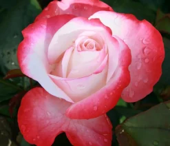 Dehner Rosen - Edelrose 'Nostalgie®'