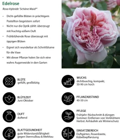 Dehner Rosen > Edelrose 'Schöne Maid®'
