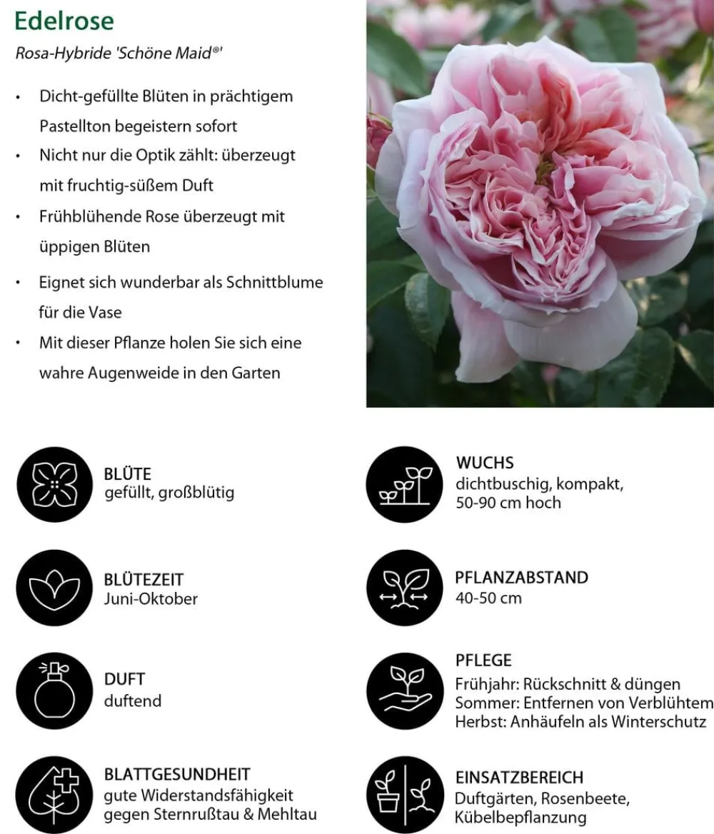 Dehner Edelrose 'Schöne Maid®' Outlet