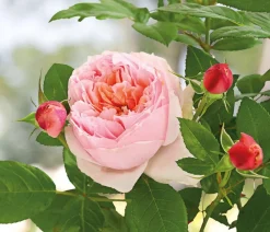 Dehner Edelrose 'Schöne Maid®' Outlet