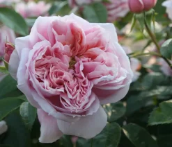 Dehner Rosen - Edelrose 'Schöne Maid®'