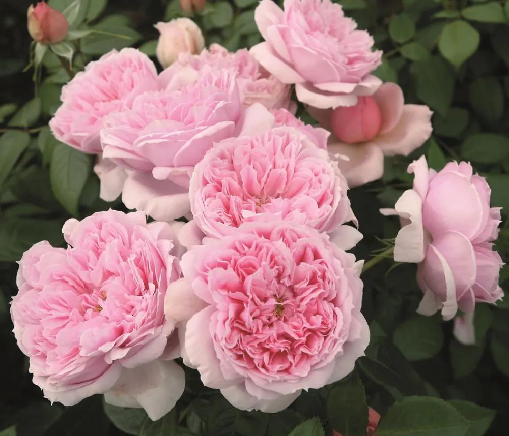 Dehner Rosen - Edelrose 'Schöne Maid®'