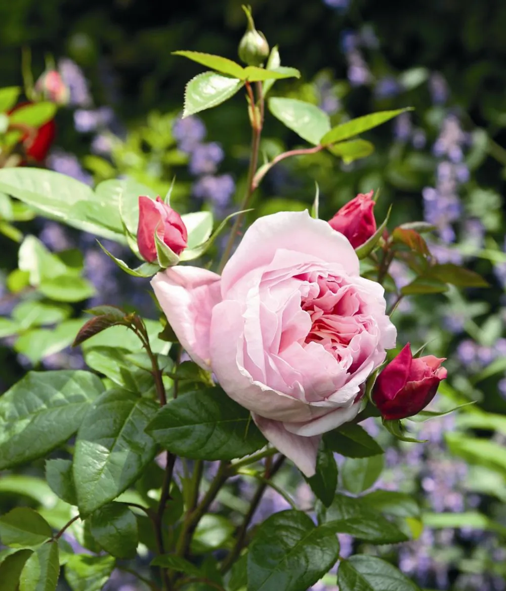 Dehner Rosen - Edelrose 'Schöne Maid®'