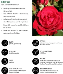 Dehner Rosen - Edelrose 'Störtebeker®' Rot
