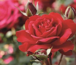 Dehner Rosen - Edelrose 'Störtebeker®' Rot