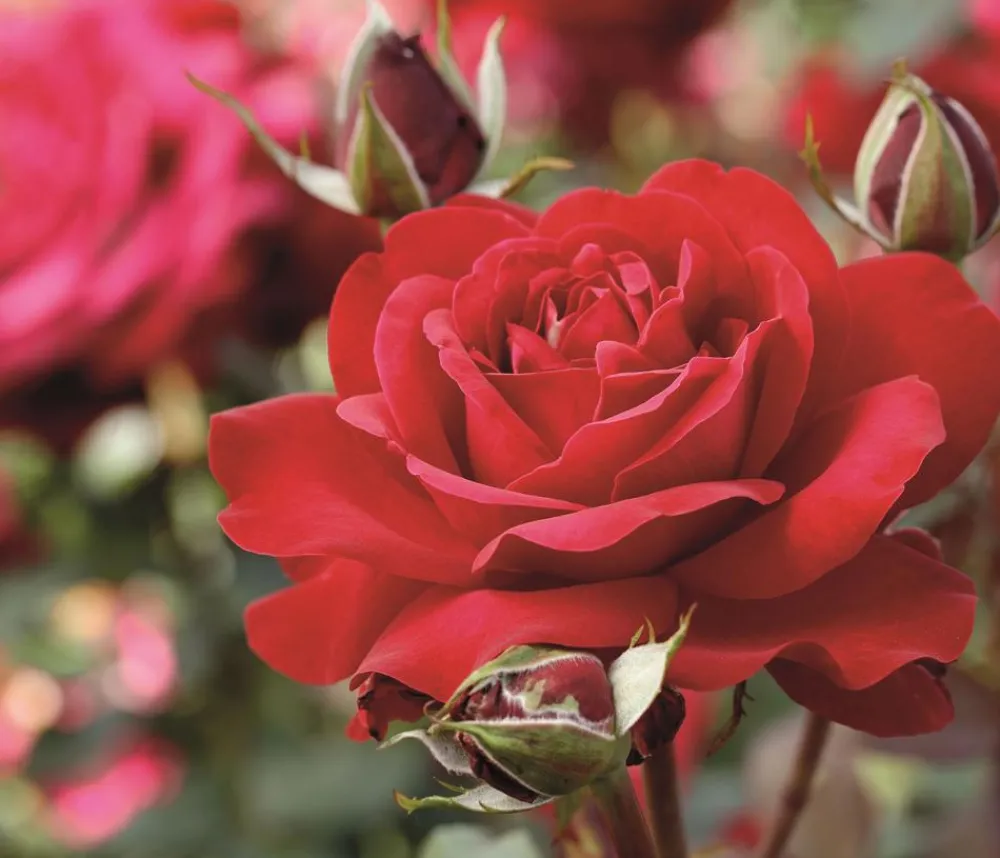 Dehner Rosen - Edelrose 'Störtebeker®' Rot