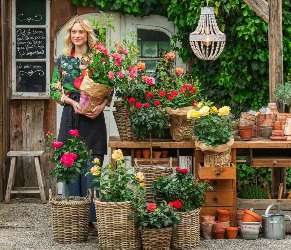 Dehner Rosen > Edel- und Beetrosen, verschiedene Sorten