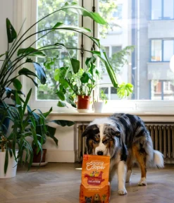 Edgard & Cooper® Trockenfutter Hund - Edgard & Cooper Trockenfutter für Hunde, Saftiges Freilaufhuhn Adult
