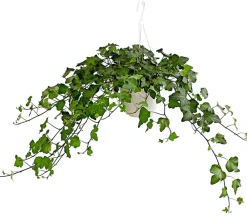 Dehner Hängepflanzen|Grünpflanzen > Efeu - Hedera helix, Ampel