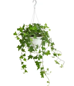 Dehner Efeu - Hedera helix, Ampel Discount