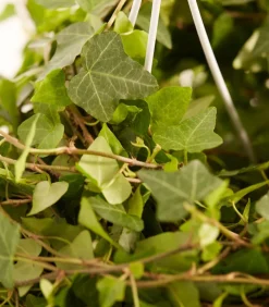 Dehner Efeu - Hedera helix, Ampel Discount