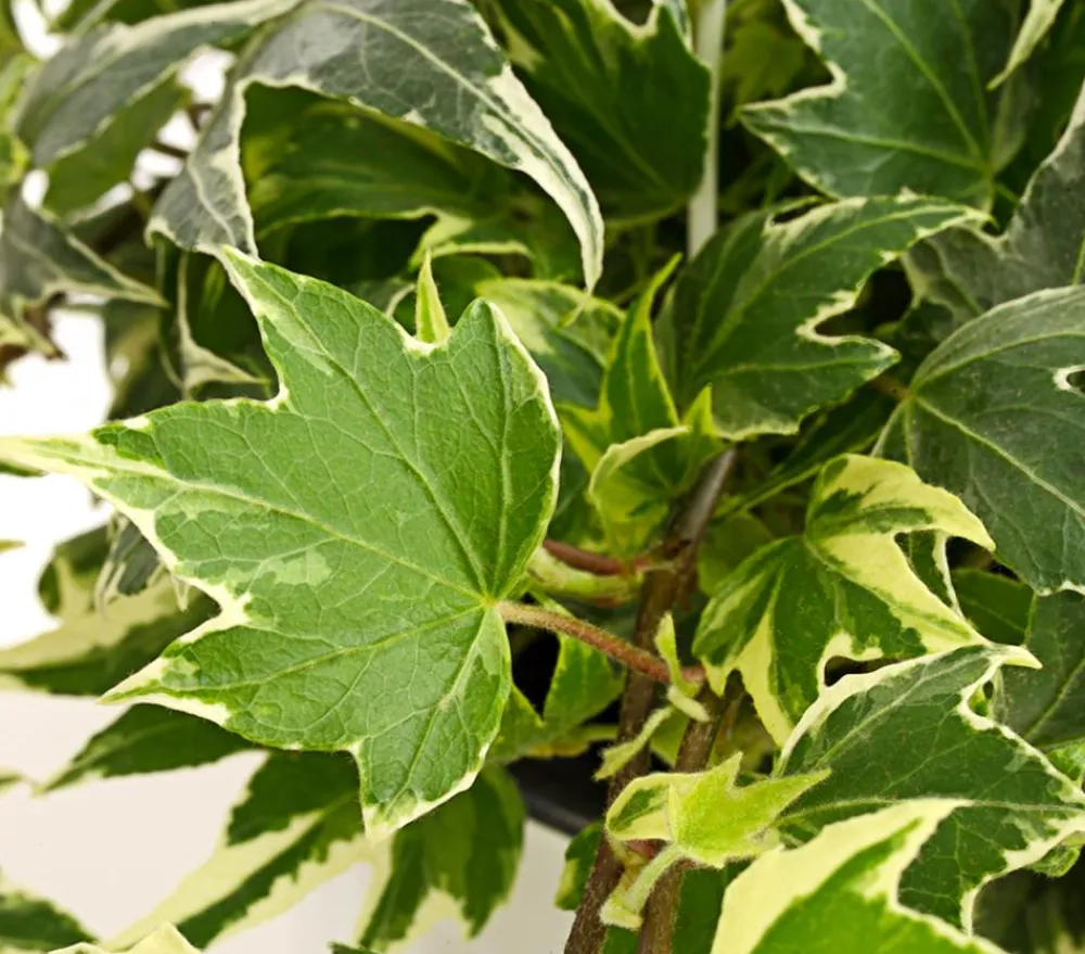 Dehner Hängepflanzen|Grünpflanzen - Efeu - Hedera helix, Ampel