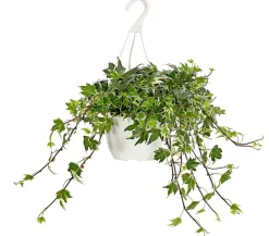 Dehner Hängepflanzen|Grünpflanzen - Efeu - Hedera helix, Ampel