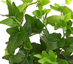 Dehner Grünpflanzen > Efeu - Hedera helix, grünlaubig