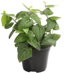 Dehner Grünpflanzen > Efeu - Hedera helix, grünlaubig