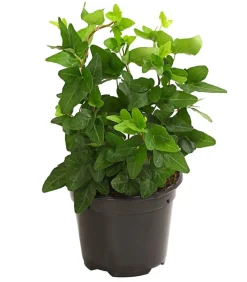 Dehner Grünpflanzen > Efeu - Hedera helix, grünlaubig