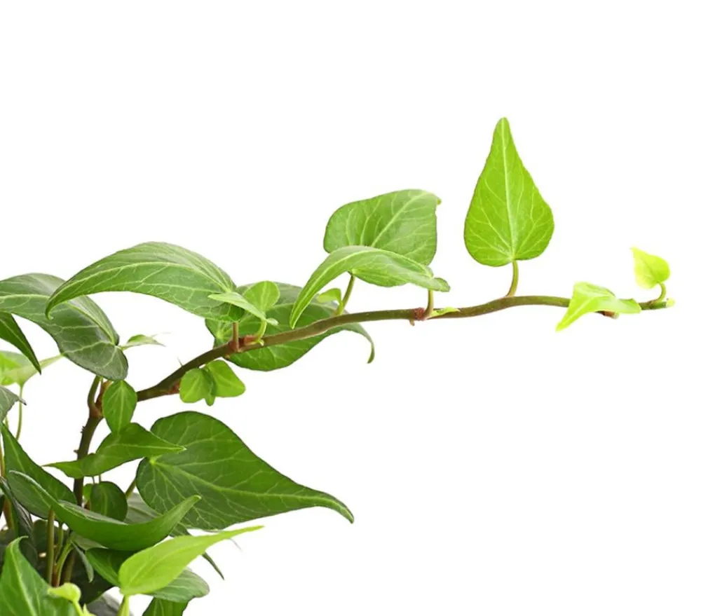 Dehner Efeu - Hedera helix, grünlaubig Sale