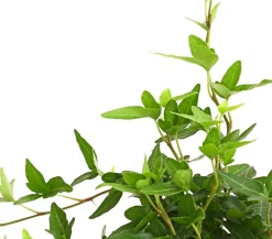 Dehner Efeu - Hedera helix, grünlaubig Sale