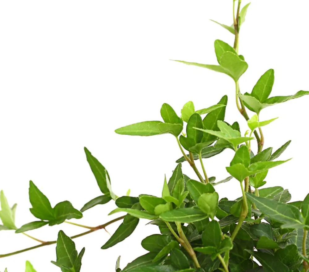 Dehner Efeu - Hedera helix, grünlaubig Sale