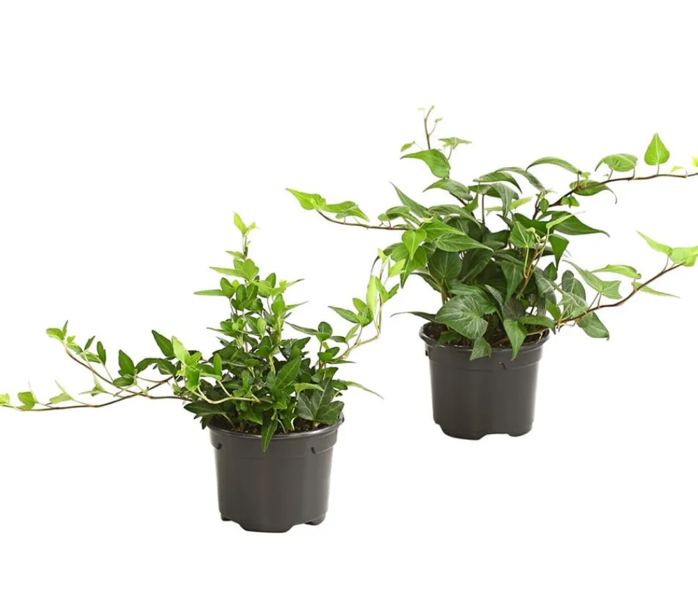 Dehner Efeu - Hedera helix, grünlaubig Sale