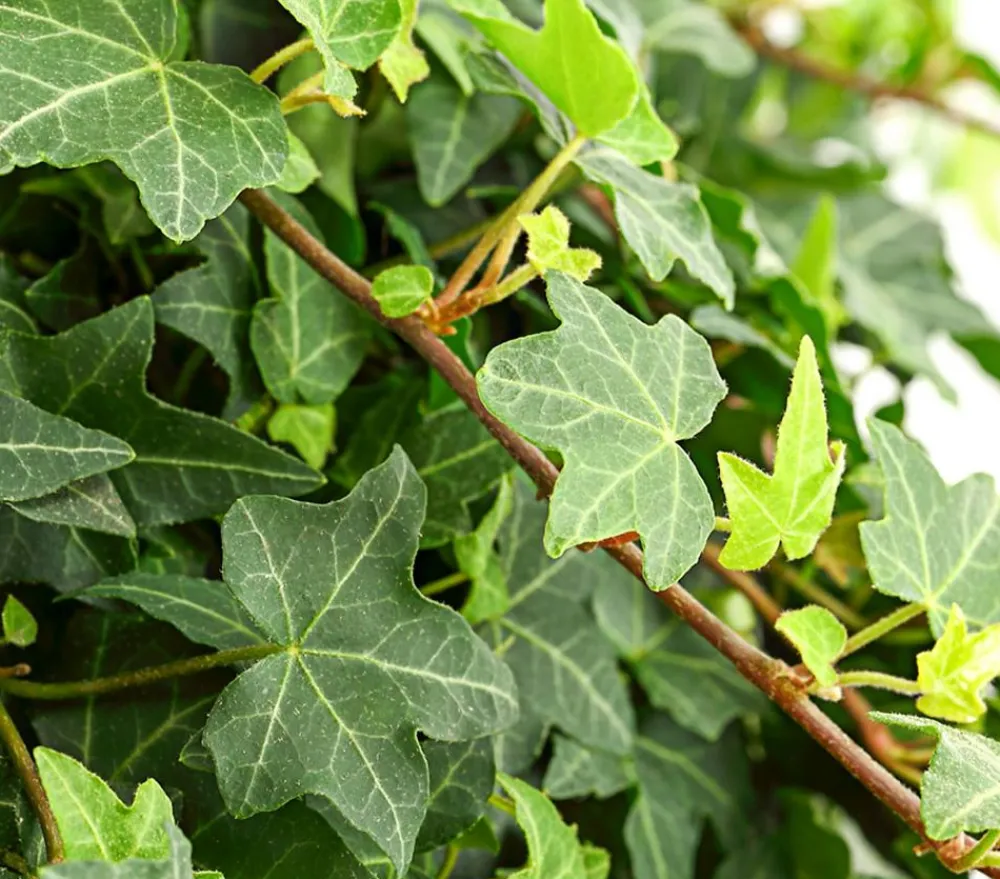 Dehner Hängepflanzen|Grünpflanzen - Efeu - Hedera helix 'Mein Herz', Ampel Grün