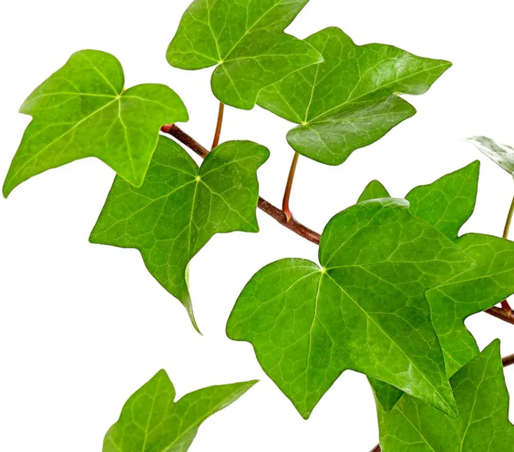 Dehner Grünpflanzen - Efeu - Hedera helix 'Mont Gommery' Grün