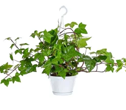 Dehner Grünpflanzen - Efeu - Hedera helix 'Mont Gommery' Grün
