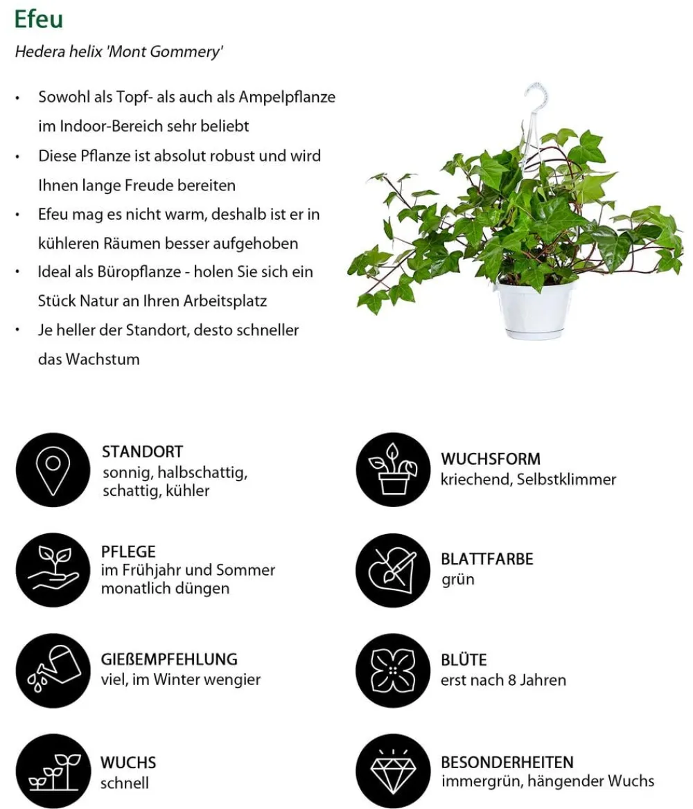 Dehner Grünpflanzen - Efeu - Hedera helix 'Mont Gommery' Grün