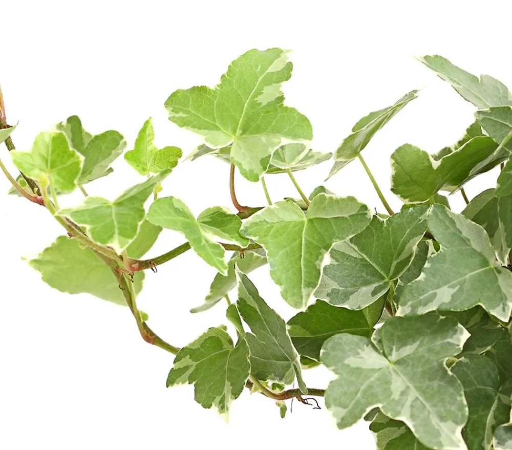 Dehner Grünpflanzen > Efeu - Hedera helix, verschiedene Sorten