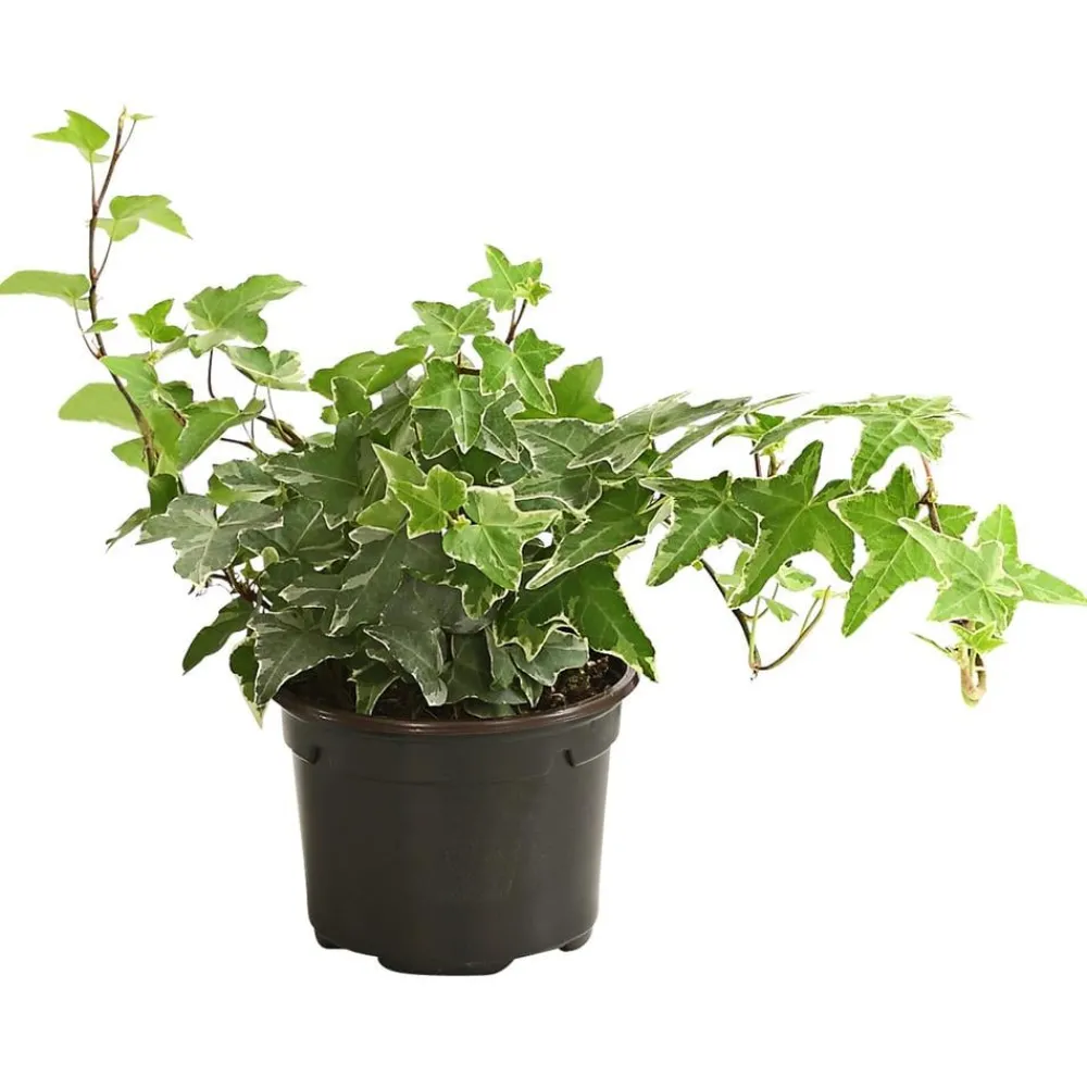 Dehner Grünpflanzen > Efeu - Hedera helix, verschiedene Sorten