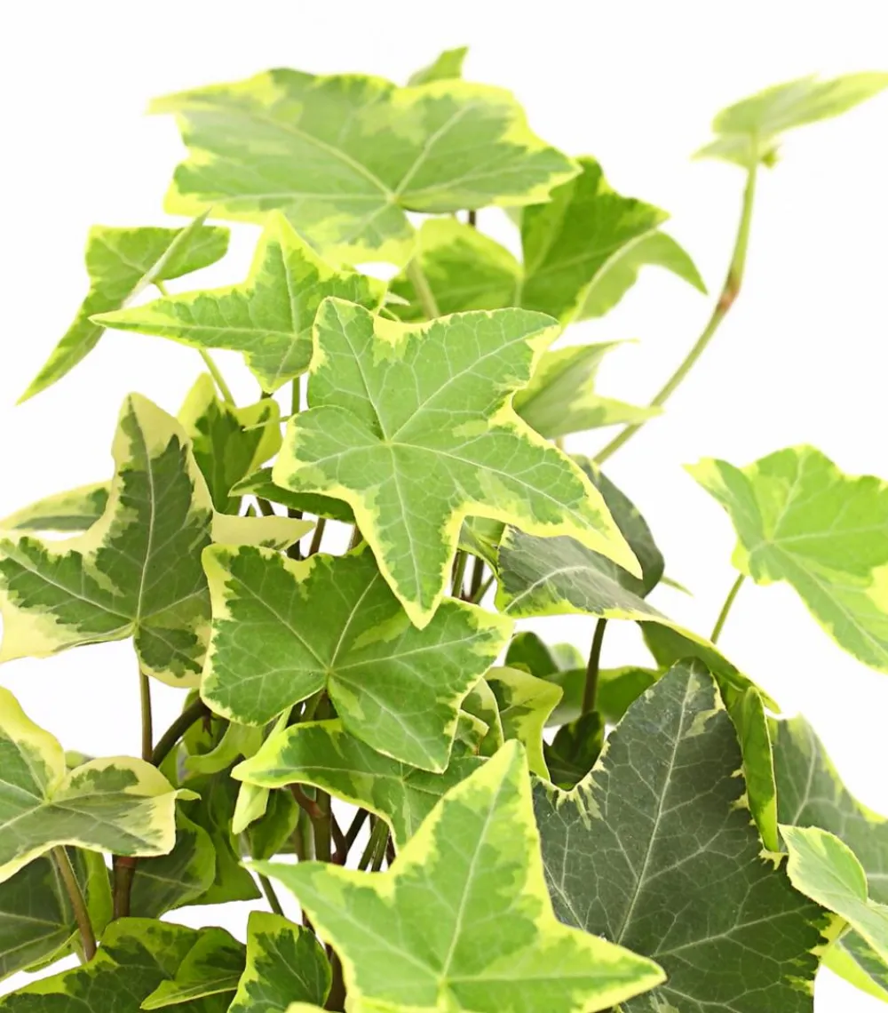 Dehner Grünpflanzen > Efeu - Hedera helix, verschiedene Sorten