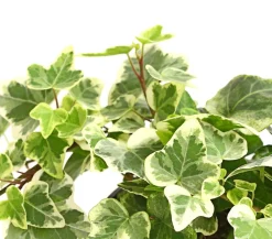 Dehner Grünpflanzen > Efeu - Hedera helix, verschiedene Sorten