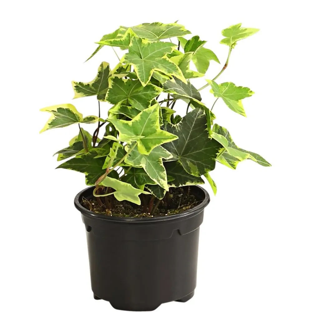 Dehner Grünpflanzen > Efeu - Hedera helix, verschiedene Sorten