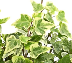 Dehner Grünpflanzen - Efeu - Hedera helix, verschiedene Sorten