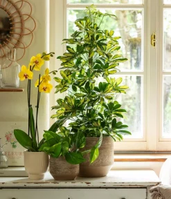 Dehner Grünpflanzen > Efeutute - Epipremnum aureum