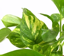 Dehner Grünpflanzen > Efeutute - Epipremnum aureum
