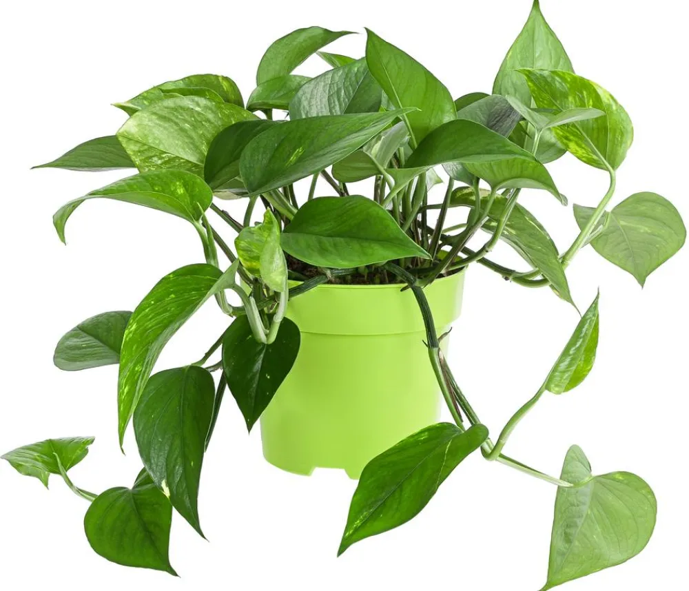 Dehner Efeutute - Epipremnum aureum