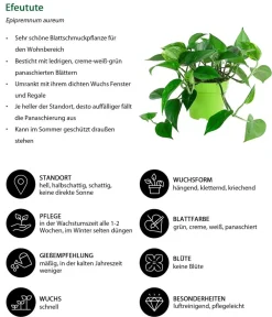 Dehner Efeutute - Epipremnum aureum