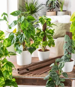 Dehner Efeutute - Epipremnum aureum am Kratistestab Best