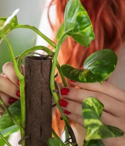 Dehner Grünpflanzen - Efeutute - Epipremnum aureum am Kratistestab