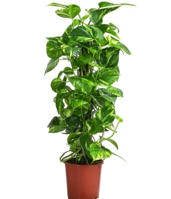 Dehner Grünpflanzen - Efeutute - Epipremnum aureum am Kratistestab