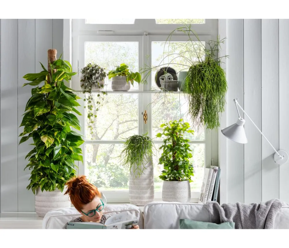 Dehner Grünpflanzen|Solitärpflanzen > Efeutute - Epipremnum aureum am Moosstab