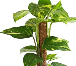 Dehner Grünpflanzen|Solitärpflanzen > Efeutute - Epipremnum aureum am Moosstab