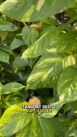 Dehner Grünpflanzen|Solitärpflanzen > Efeutute - Epipremnum aureum am Moosstab
