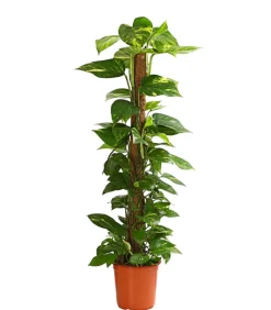 Dehner Grünpflanzen|Solitärpflanzen > Efeutute - Epipremnum aureum am Moosstab